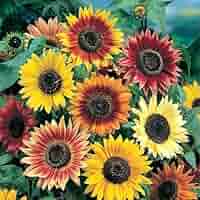 ZTE - sunflowers 61hu+Z65-rL._AC_SY200_QL15_.jpg